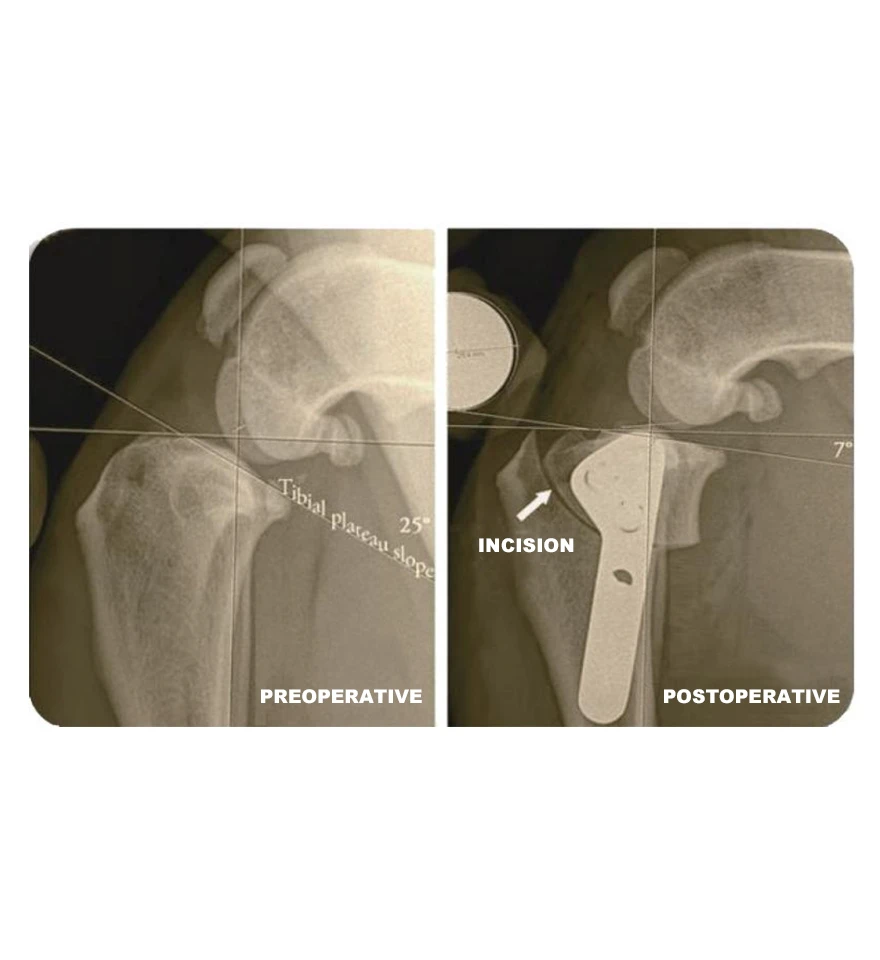 Animal Fracture Fixation Plate for Sale Animal Fracture Fixation Plate for Sale
